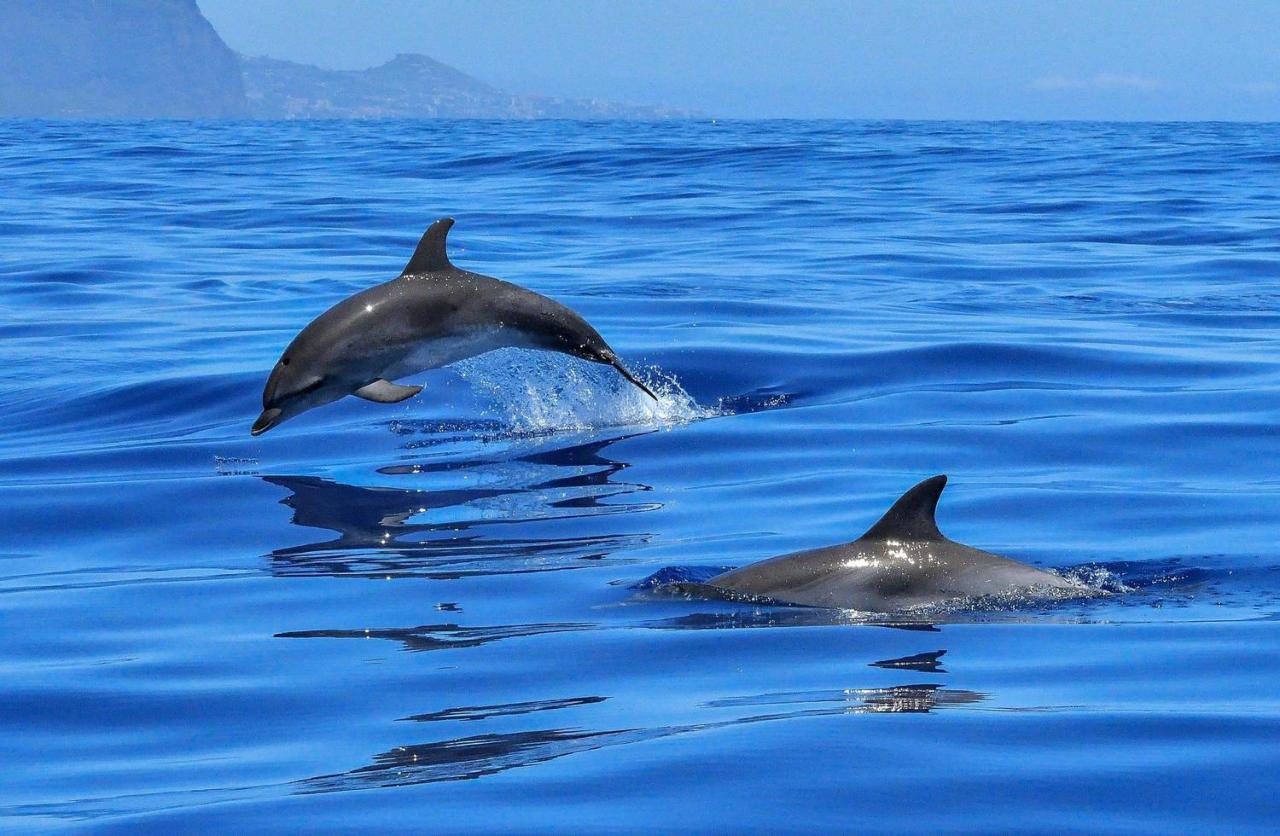 Apartamento Incleibles Vistas Al Oceano Y Piscina. Acantilado de los Gigantes Eksteriør bilde